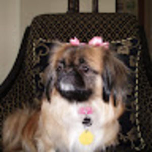 Meet your Posher, Patricia